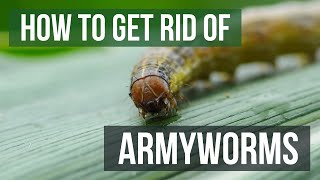How to Get Rid of Armyworms (4 Easy Steps) screenshot 4