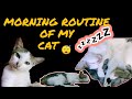 Lazy cat always sleeping lazycat sleepingcat catlover trynottolaugh animalist