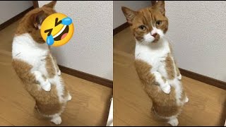 Funniest Animals 2023 | Funniest Cats / dogs - Funny animal videos