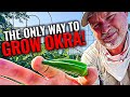 Growing okra  best tips