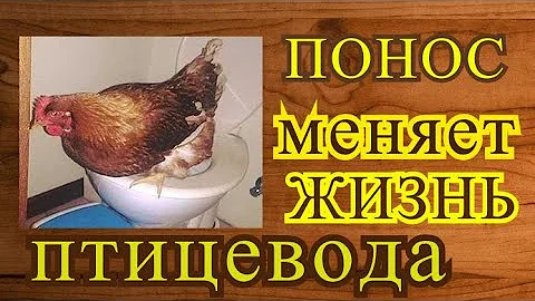 Жидкий помёт? Клетка или пол? Поддоны?