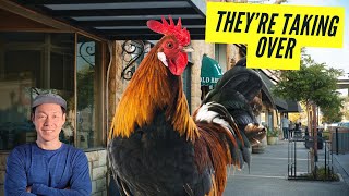 This Historic Downtown is OVERRUN by Roosters (The Village Arroyo Grande) - Ep 63