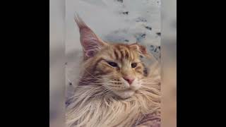 Уфф Эдит #эдит #кот #реки #tiktok #shorts #fypシ゚viral #cat #editing