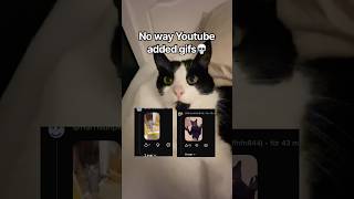 Youtube gif #cat #nissanavensis #funny #gifs #youtubefeatures #cutecat