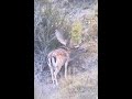 Giant New Zealand Fallow Deer