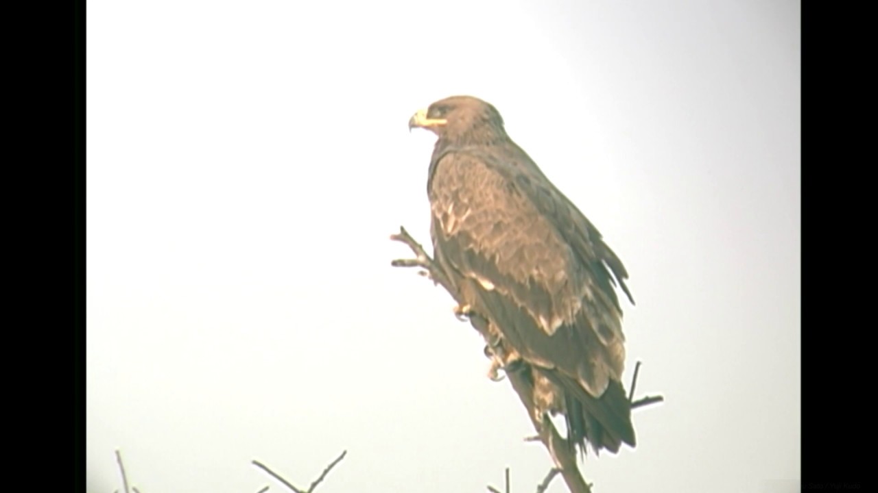 ソウゲンワシ 1 迷鳥 モンゴルとインド Steppe Eagle Wild Bird 野鳥 動画図鑑 Youtube