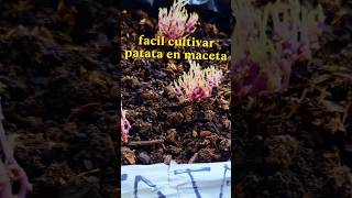 cómo cultivar patata o papa en maceta #huertaencasa #plantas#huertaurbana  #cultivatucomida