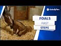 A foal’s first steps