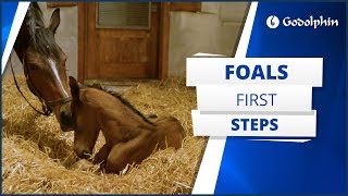 A foal’s first steps