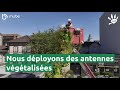 Les antennes telecoms urbaines vgtalises mube  tdf