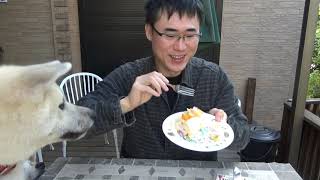犬用ケーキ食べてみたら意外に美味しかった