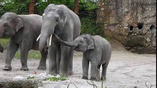 嬉しそうにオスゾウの近くにいる子象　Asian elephants with calf 2016 0617