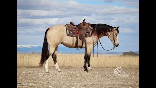 Angel~Colonel Gamlerangel~2018 AQHA Mare