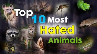 Top 10 Most Hated Animals