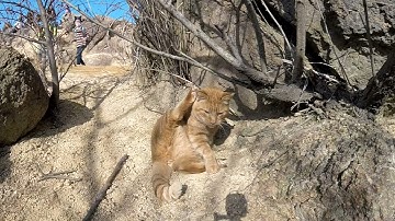 【エヴァ予告風】六甲山登山　芦屋川～有馬温泉　ネコ襲来　見知らぬ山頂