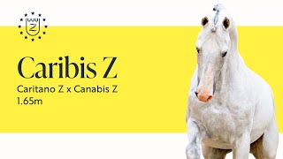 Caribis Z - Présentation des étalons 2023