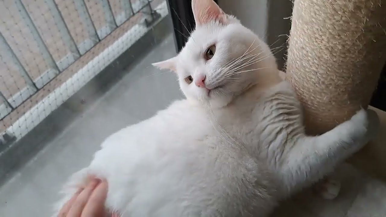 White cat cozies up against scratching post whilst getting petted