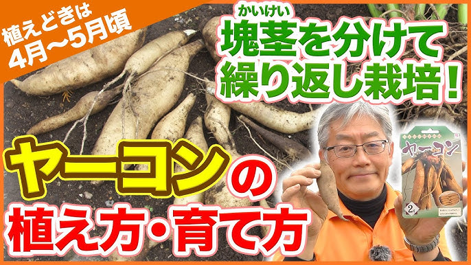 春の植え付けにオススメ 塊茎を分けて繰り返し栽培できる ヤーコンの植え方 育て方を解説 植え方超簡単 家庭菜園 多収穫 追肥 Youtube