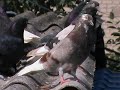 николаевские желтые голуби