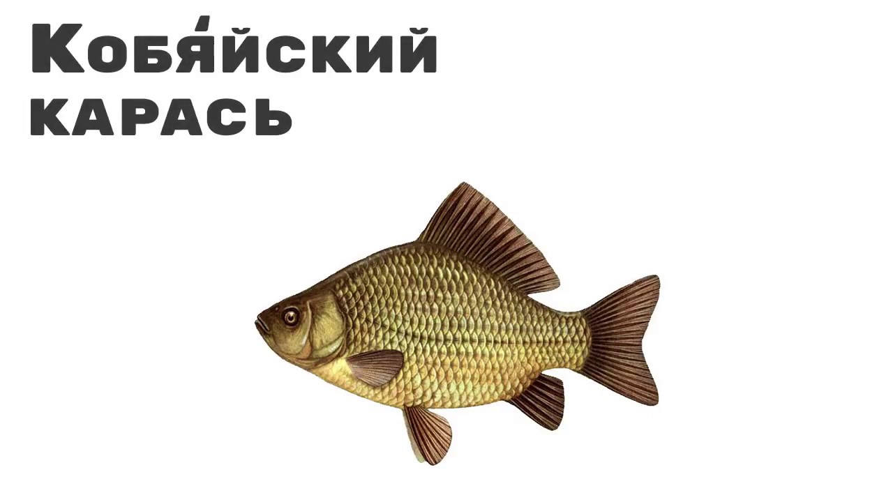 Карась картинка на прозрачном фоне
