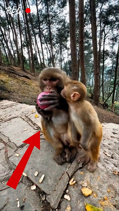 Bila Ibu Monyet Tertipu dengan Bawang Merah!