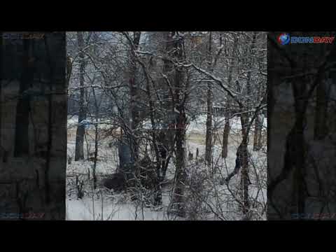 Donday. В Новочеркасске пилят и жгут лесополосу на Сарматской