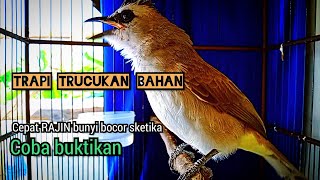 PANGGILAN trucuk gacor Cuk Cuk uplik VARIASI komplit,menjadikan TRUCUK setres rajin bunyi sketika