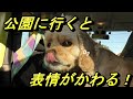 【ブサカワ犬】新型ジムニーで行く！愛犬と公園デート【うどん】