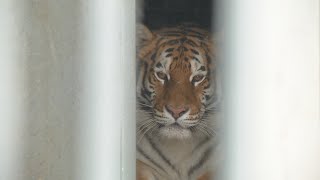 В год Тигра в липецком зоопарке ждут тигрят