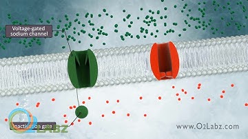 The Excitable Cell And Resting Membrane Animation