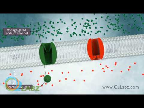 The Excitable Cell And Resting Membrane Animation