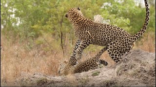 Thamba and Scotia mating by Neil Whyte 414 views 1 year ago 3 minutes, 2 seconds