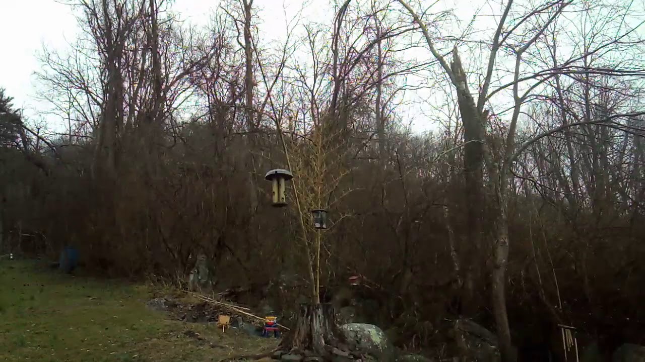 🐦 and that time of year 😁 - YouTube