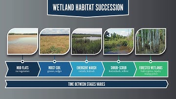 Wetlands Part 2 - Habitat Succession