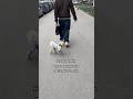 Санса раздает стиль, как обычно 🐶😎