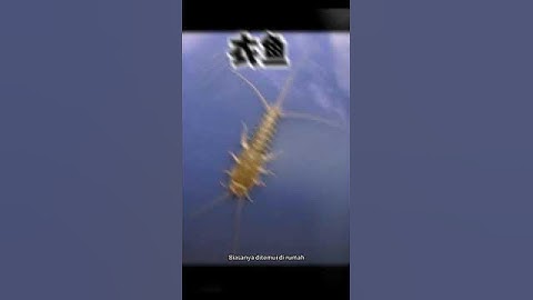 How get rid of silverfish