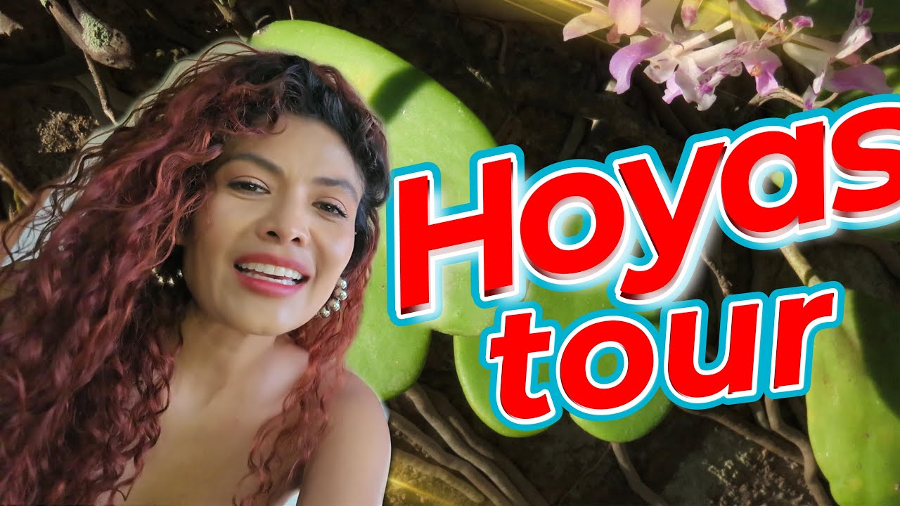 Las HOYAS más lindas de mi colección 🌸 Tips, nombres y ¡floraciones inesperadas!