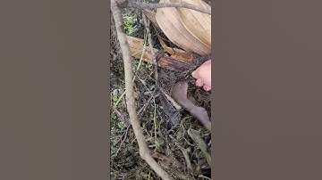 Giải cứu chú cá bị mắc cạn khi thủy triều rút//rescue stranded fish