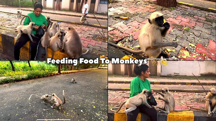 Feeding Food To Monkeys 🐒🍌 | Kapi Sena 