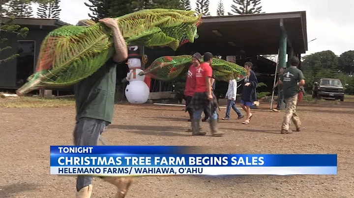 Helemano Farms prepares for another busy Christmas trees this season