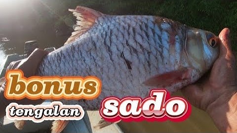 tajur baung Ramadan ke 3 ada bonus sado
