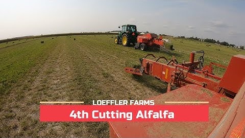 Small Square Baling 4th cutting Alfalfa