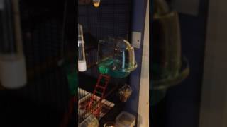 SAVIC PREMO 60 EXTRA BIRD CAGE