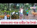 তামোল খেতি-ব্যৱসায় ভিত্তিত কৰি বহু বছৰলৈ আয় কৰক/1 বিঘাত কিমান লাভ?Betel nut-Areca catechu plantation