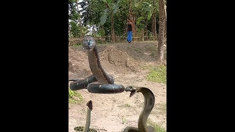 Simple DIY big snake trap using Knife#creativesnaketrap
