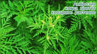 видео: АМБРОЗИЯ! Какой вред может причинить сорняк с красивым названием?Когда цветёт коварное растение. картинка: АМБРОЗИЯ! Какой вред может причинить сорняк с красивым названием?Когда цветёт коварное растение.