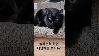 놀라는 척 하면 대답하는 대답냥이 뽀시?‍⬛