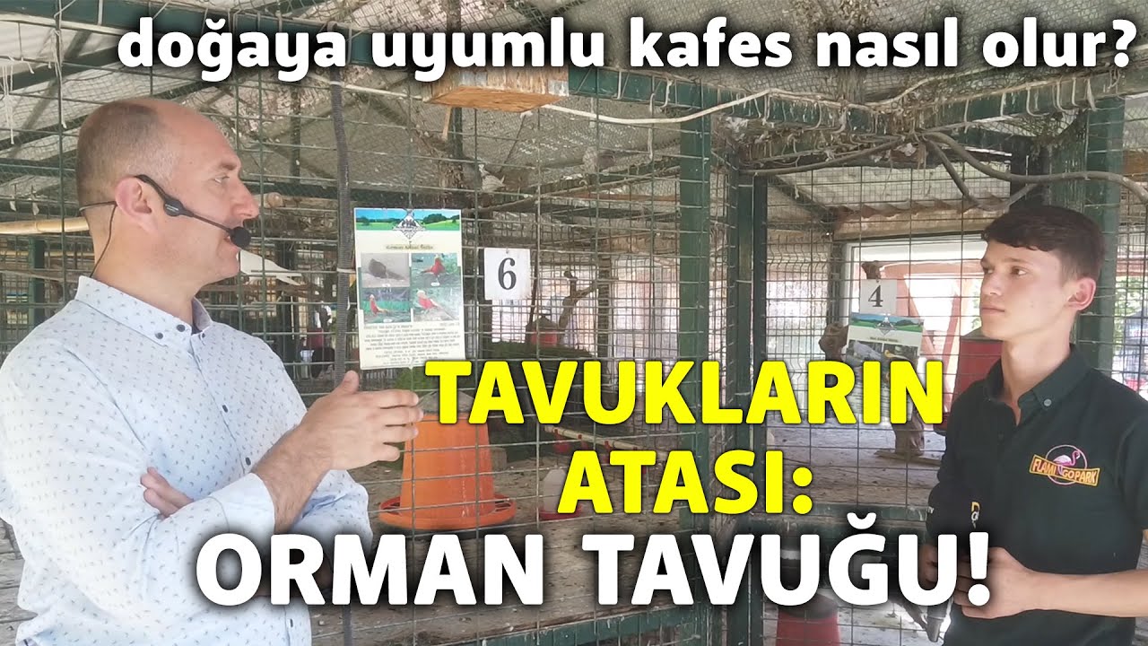 Tavukların Atası: ORMAN TAVUĞU / Doğaya Uyumlu Kafes Nasıl Olur? - Süslü