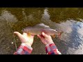 Fliegenfischen in der Steiermark | 3 Minuten Live-Bisse | Große Äschen + Regenbogenforelle