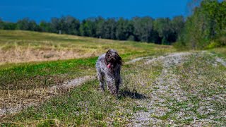 Wirehaired Pointing Griffon vs German Shorthaired Pointer: A Breed Comparison